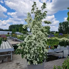 Cornus hongkongensis