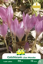 Colchicum