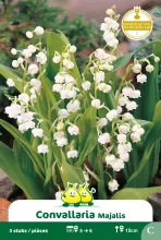 Convallaria majalis
