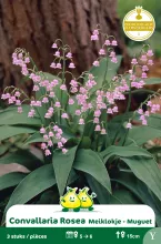 Convallaria Meiklokje Rose C