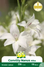 Convilly Nanus Alba C