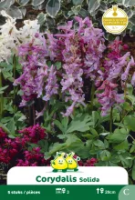 Corydalis 'Solida' Corydalis 'Solida'