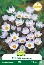 Crocus 'Blue Pearl'