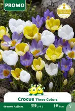 Crocus drie kleuren mix Crocus drie kleuren mix