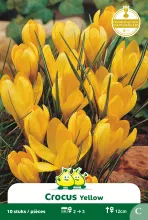 Crocus geel