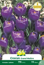 Crocus 'Grand Maître'