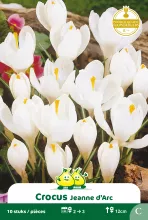 Crocus 'Jeanne d'Arc'