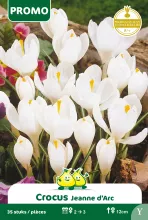 Crocus Wit