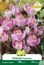 Crocus 'Pickwick'