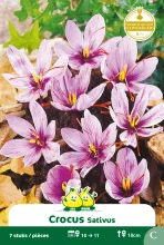 Crocus 'Sativus' saffraancrocus