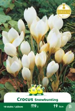 Crocus 'Snowbunting'