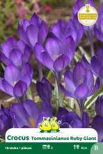 Crocus tommasinianus 'Ruby giant'