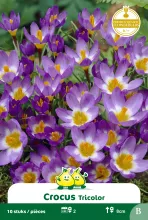 Crocus 'Tricolor'