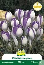 Crocus 'Vanguard'