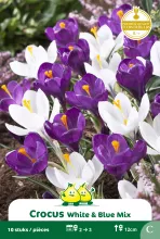 Crocus 'White & blue mix'