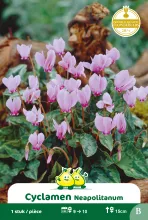 Cyclamen 'Neapolitanum'