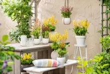 Cypripedium GARDEN ORCHID