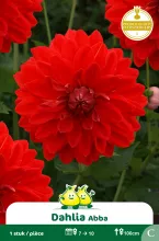 Decoratief Dahlia Abba