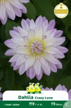 Decoratief Dahlia Crazy Love