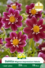Mignon Dahlia Impr. Fabula