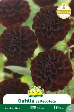 Decorative La Recoleta