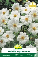 Mignon Dahlia Wit A