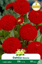 Pompom Dahlia Nescio