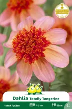 Dahlia Totally Tangerine