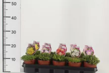 Delosperma