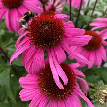 Echinacea 'Mooodz Courage'