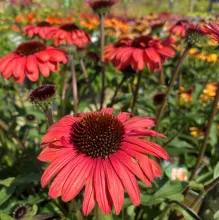 Echinacea 'Mooodz Devotion'