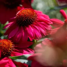 Echinacea 'Mooodz Flirty'