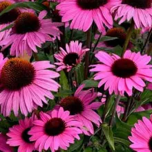 Echinacea purp. 'Dark Pink Pearl'