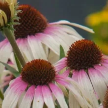 Echinacea purp. 'Fountain Pink Eye'