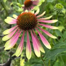 Echinacea purp. 'Green Twister'
