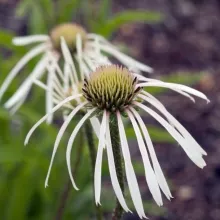 Echinacea pallida 'Hula Dancer'