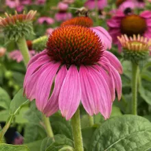 Echinacea purp. 'Little Magnus'