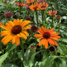 Echinacea purp. 'Sombrero Adobe Orange'