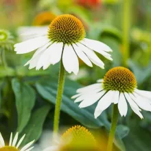Echinacea purp.'Sombrero Blanco'®