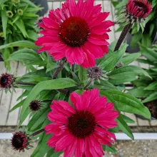 Echinacea 'Sunseekers Carmine'