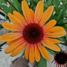Echinacea 'Sunseekers Clementine'