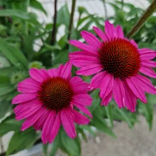 Echinacea 'Sunseekers Hot Pink'
