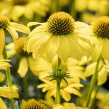 Echinacea purp. 'Sombrero Lemon Yellow'