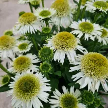 Echinacea 'Sunseekers Nougat'