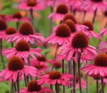 Echinacea 'Sunseekers Pink'