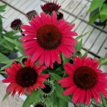 Echinacea 'Sunseekers Pomegranate'