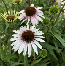 Echinacea purp. 'Sombrero Special White Purple'
