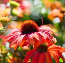Echinacea 'Sunseekers Red'