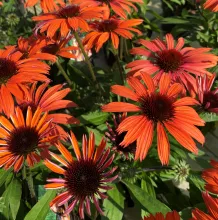 Echinacea purp. 'Sunmagic Vintage Orange'