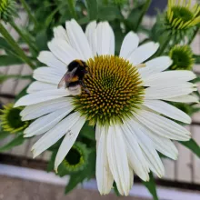 Echinacea purp. 'White Pearl'